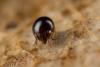 Achipteria nitens